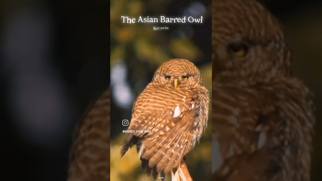 The true keeper of the woods ,Asian Barred Owl,​