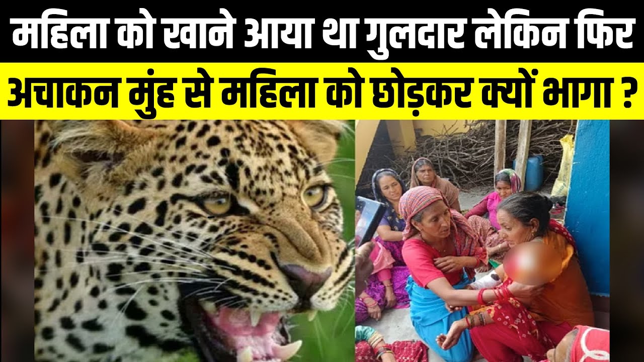 महिला को खाने आया था गुलदार लेकिन फिर, अचाकन मुंह से महिला को छोड़कर क्यों भागा ? | Uttarakhand News