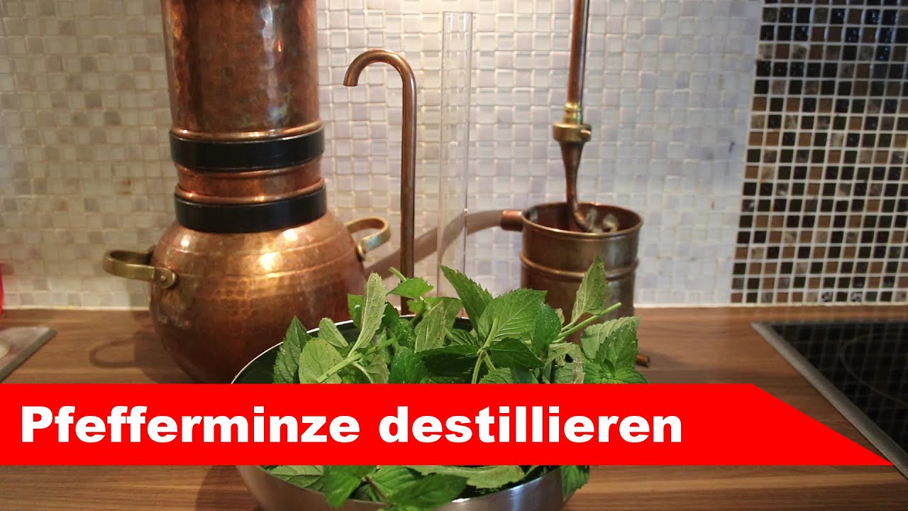 🌷 Pfefferminze destillieren 🌻 - diesmal mit Menthol - ätherisches Öl selber machen - diSTILLed