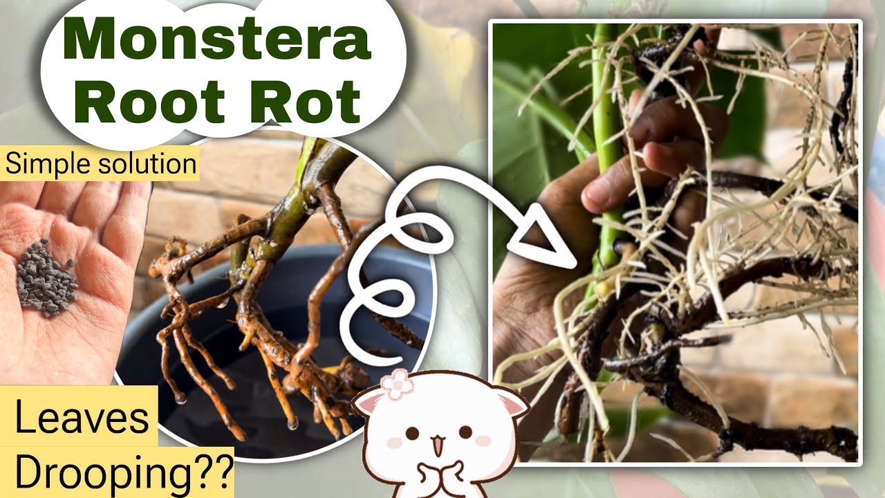 How to care for Monstera plant | Monstera Leaves drooping - Save Monstera Deliciosa from Root Rot
