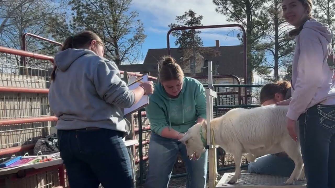 Little Goats Behaving Badly🐐🤭