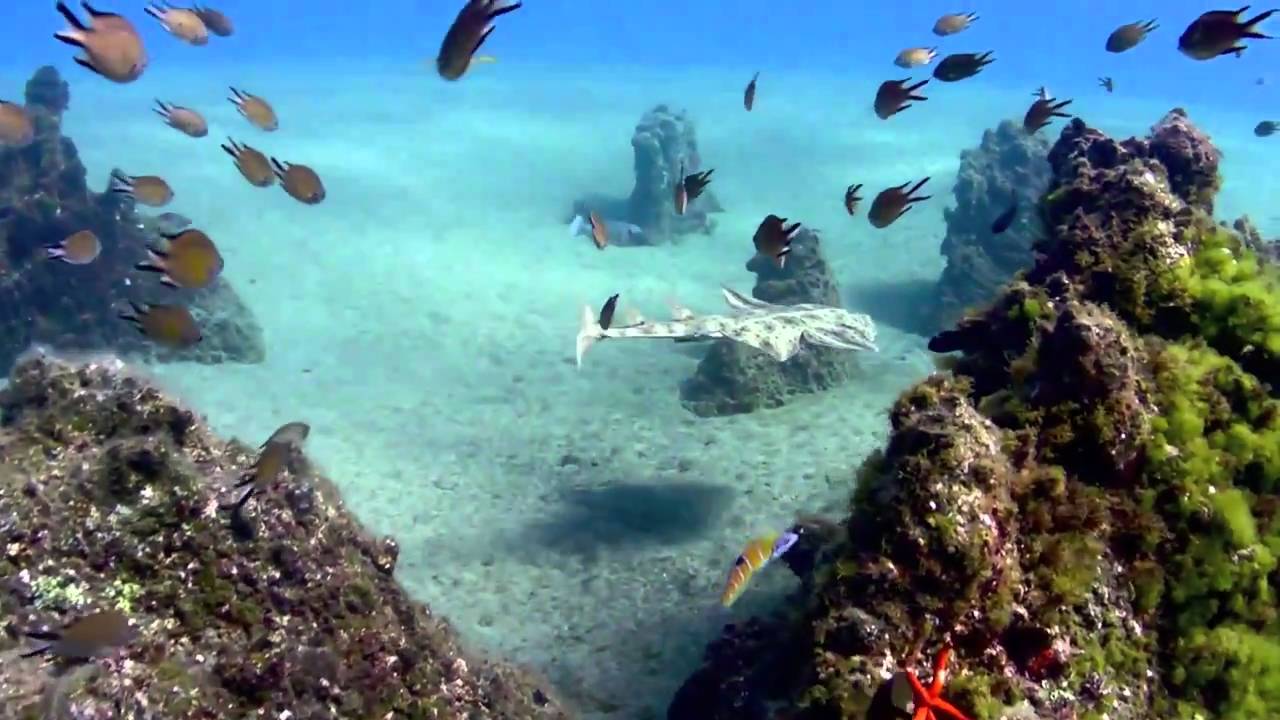 Canary Island, Lanzarote, Diving