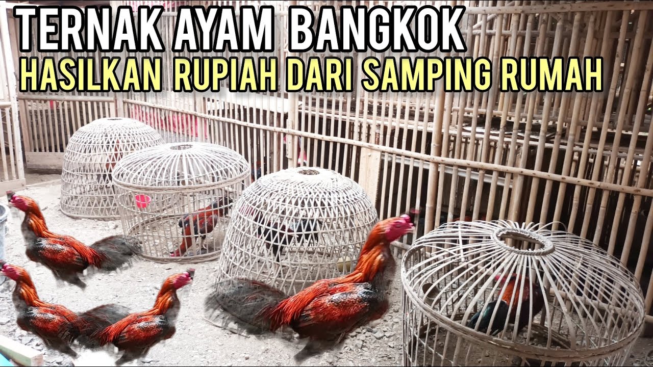 Ternak Ayam Bangkok Skala Rumahan Cukup Menguntungkan, Hasilkan Rupiah Dari Samping Rumah