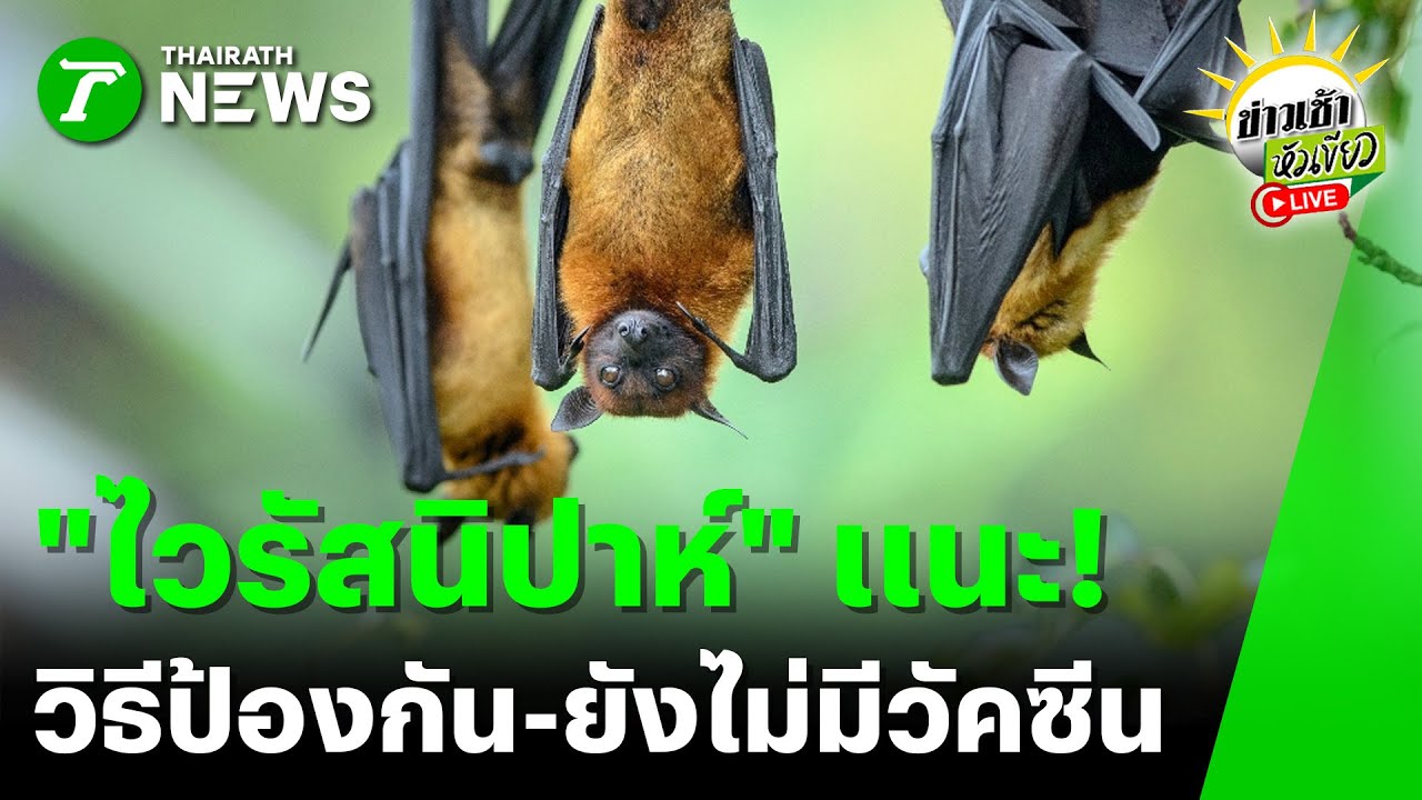 [LIVE TALK] ข่าวเช้าหัวเขียว | 26 ม.ค. 68 | “ไวรัสนิปาห์” แนะวิธีป้องกัน