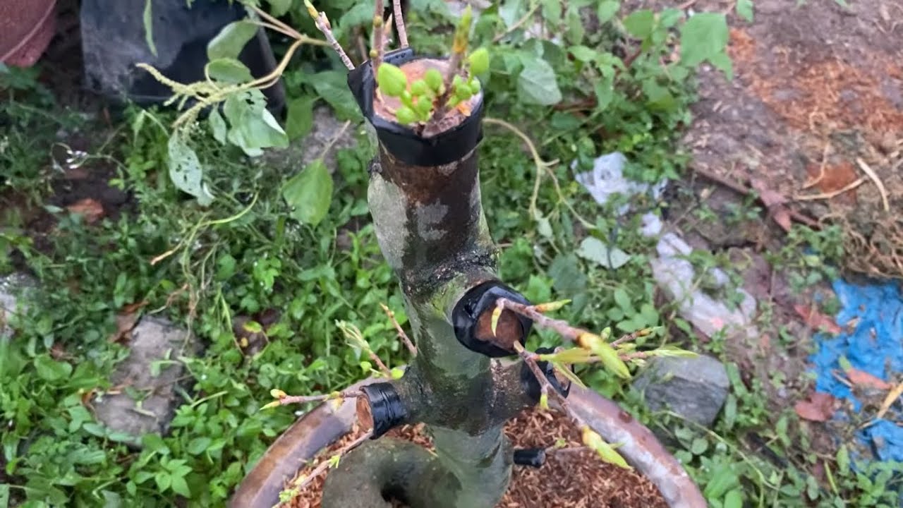 Cách tháo bọc mai ghép an toàn, hiệu quả đi đọt mạnh