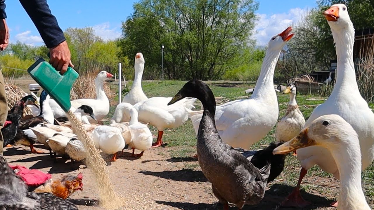 Farm Chores - Feeding the Ducks and Chickens