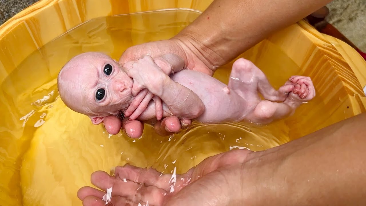 Dad's busy weekend taking care of and bathing baby monkey Annie
