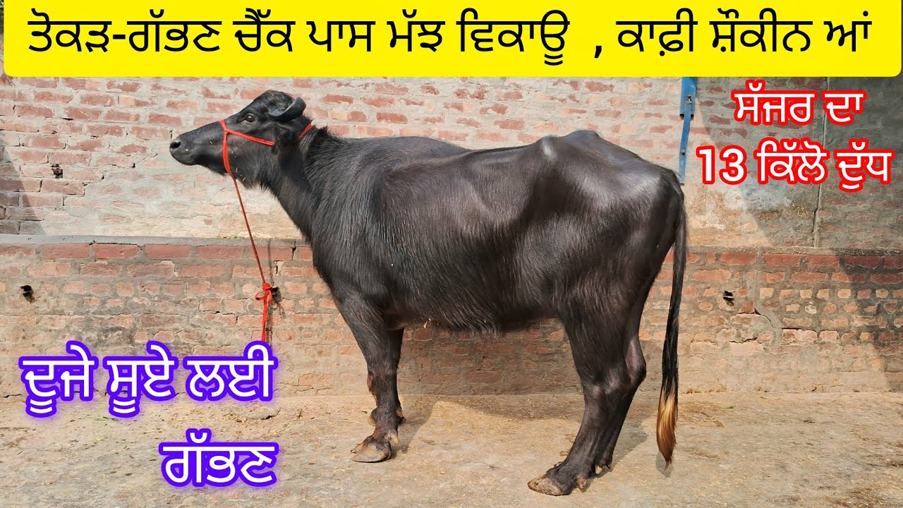ਤੋਕੜ-ਗੱਭਣ ਮੱਝ ਵਿਕਾਊ  97791-59511  tokkad gabbhan check pass murah buffalo sale.  