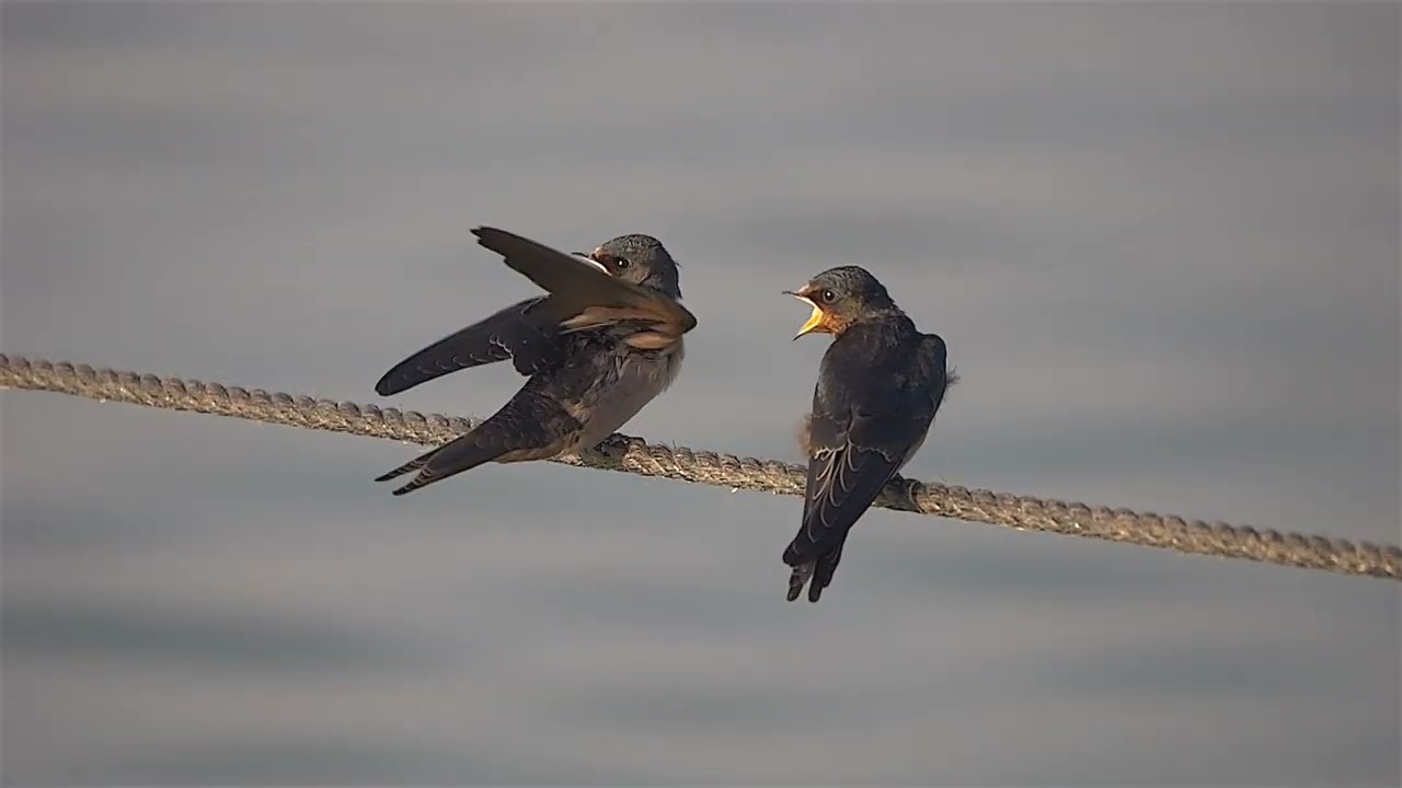 Panasonic Lumix GH6 - Wildlife photography at 240 fps.