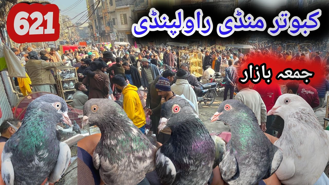 621) Friday Kabootar Mandi Rawalpindi | کبوتر منڈی | Today 23/1/2026 High Flyer Pigeon Market Price