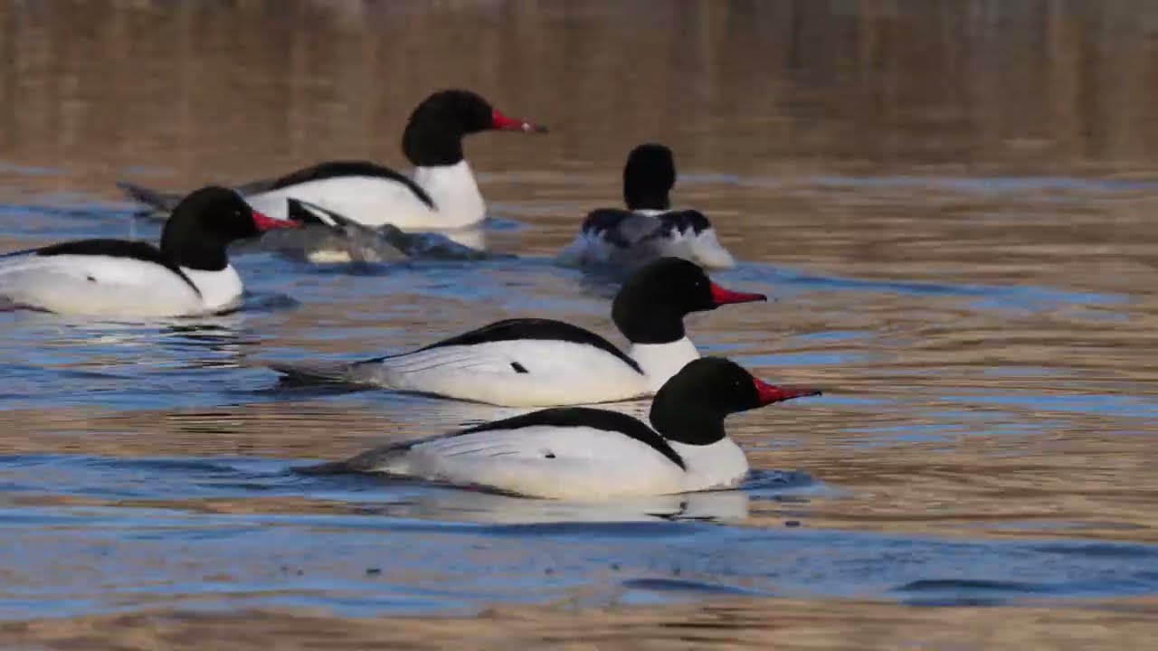 North American Common and Hooded Mergansers move about near a Beaver lodge