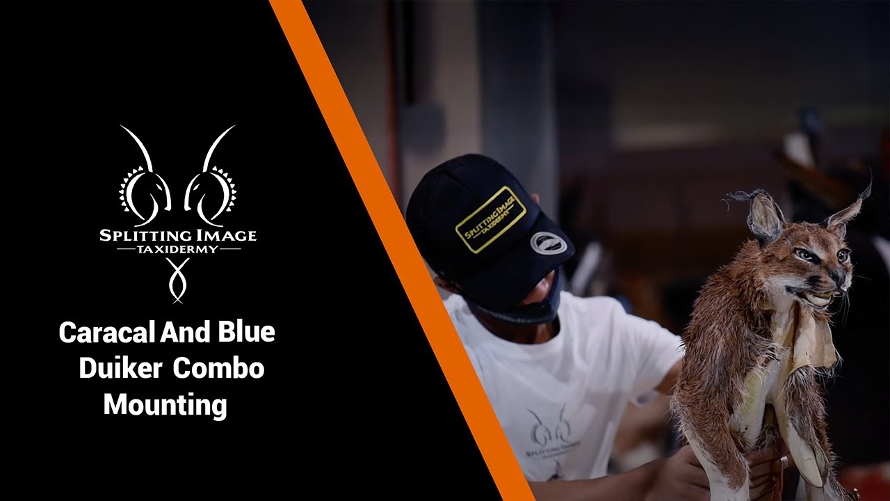 Caracal and Blue Duiker Combo | Mounting | Finishing | Splitting Image Taxidermy