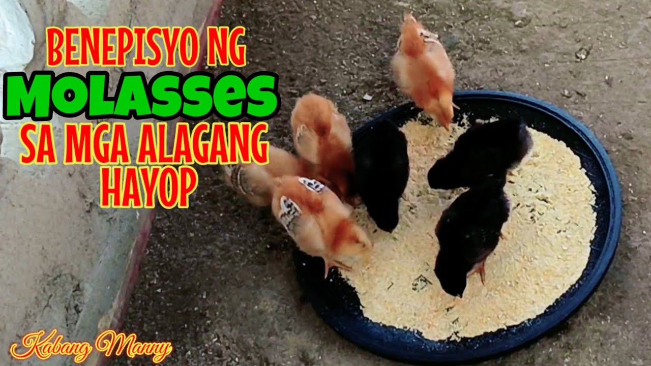 Molasses para sa mga alagang hayop