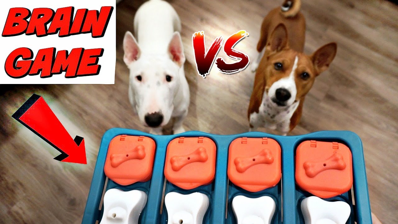 My Dogs Try Brain Game: Basenji VS Bull Terrier