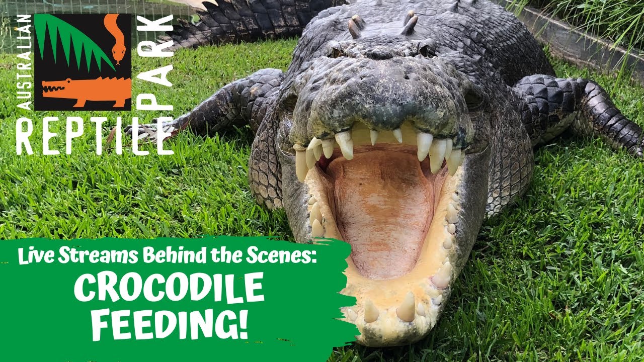 SALTWATER CROCODILE FEEDING (LIVE FOOTAGE) | AUSTRALIAN REPTILE PARK