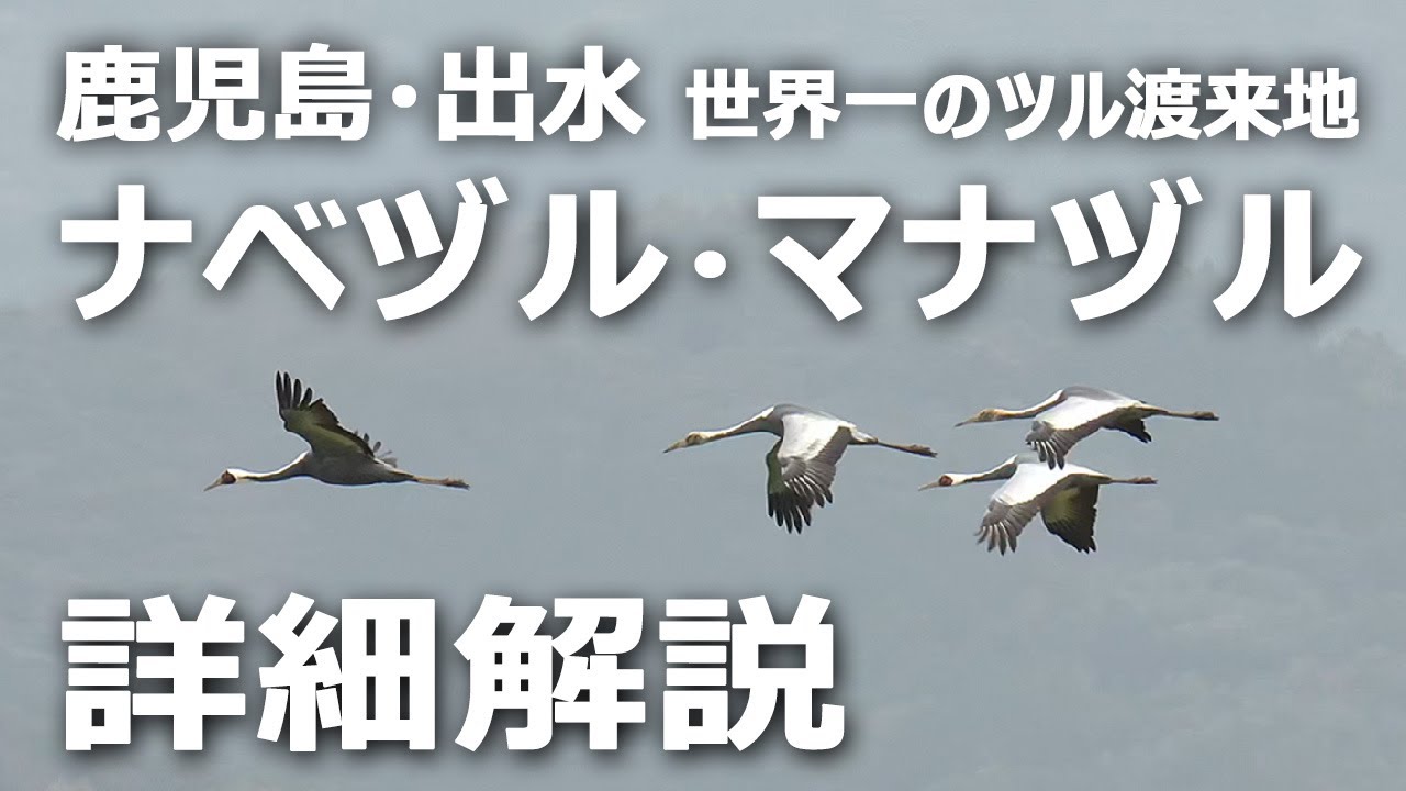 鹿児島県出水『ツル渡来地』ナベヅル・マナヅル 詳細解説｜4K120P撮影