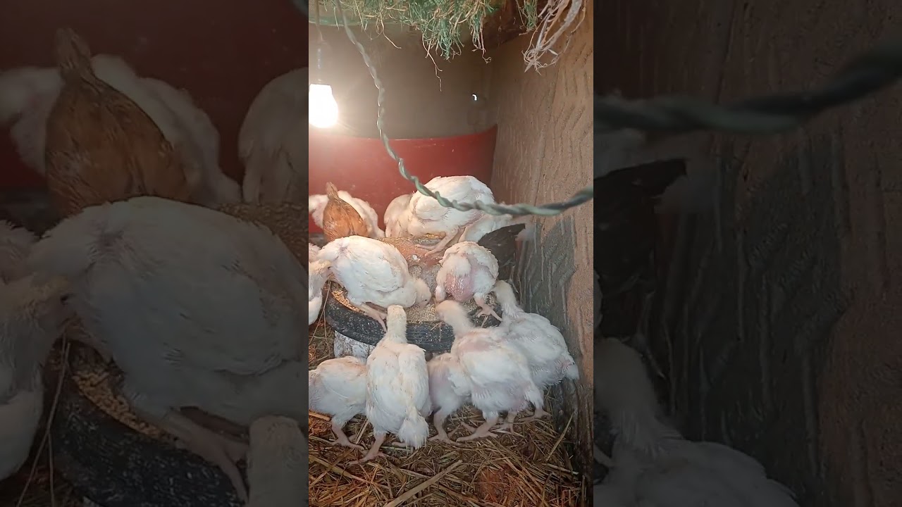 #اليوم ٢٤ من #دوره_الفراخ_البيضه #دوره_رمضان #بنت_الريف