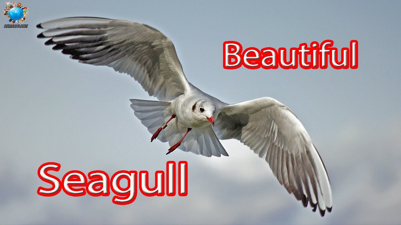 Beautiful Seagull Compilation | Animals Planet