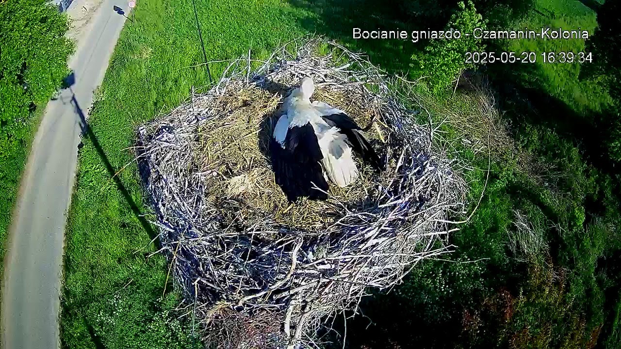 Gmina Topólka – transmisja na żywo