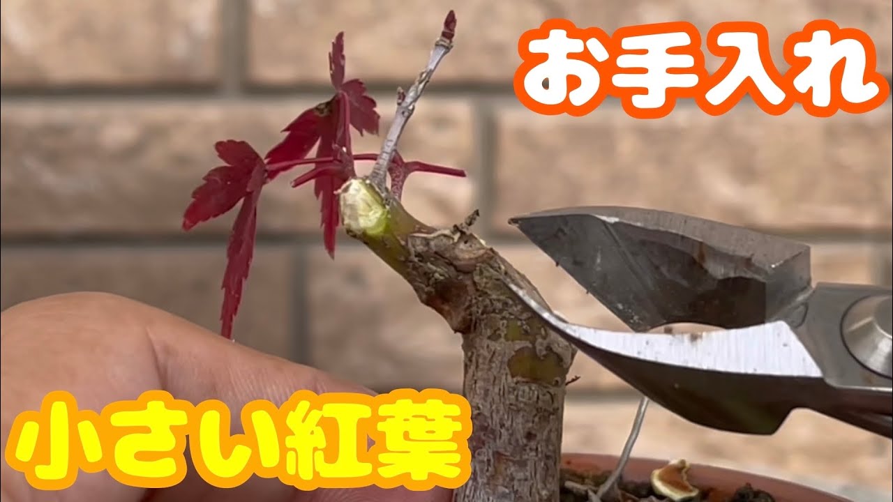 【モミジ】小さい紅葉の盆栽
