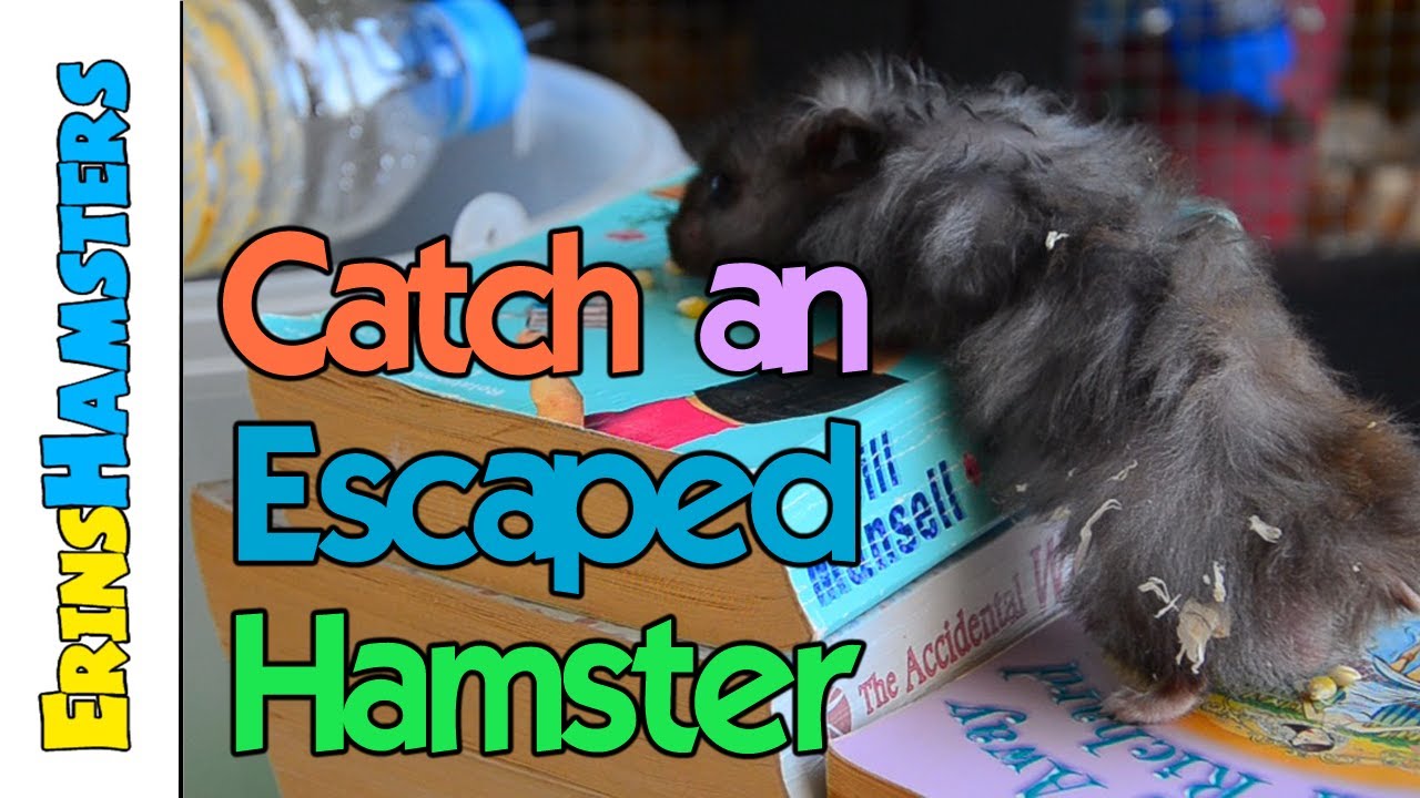 CATCH AN ESCAPED HAMSTER | Bucket Trap Tutorial