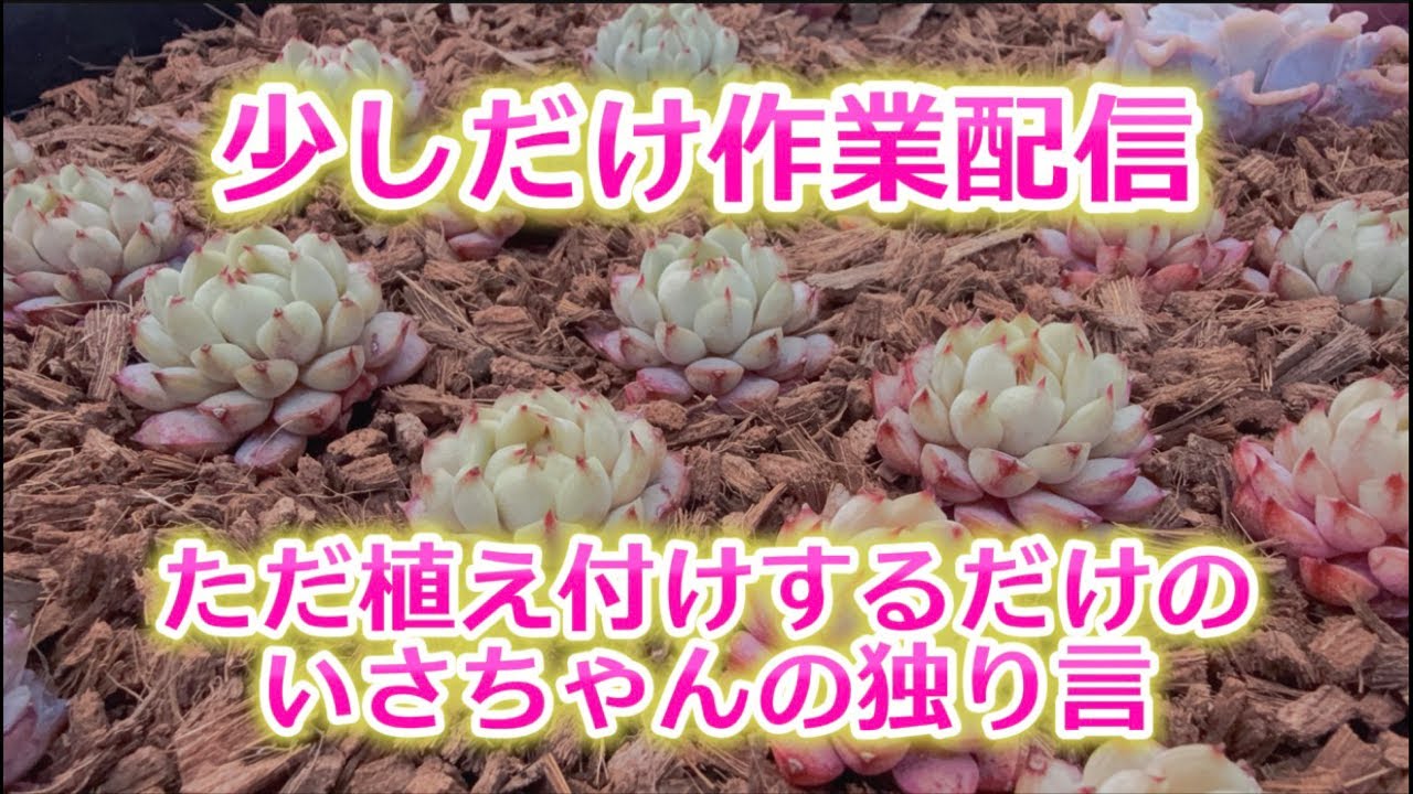 【作業配信ライブ】ただ少しだけ…作業をしたかった💖【いさちゃんの独り言】