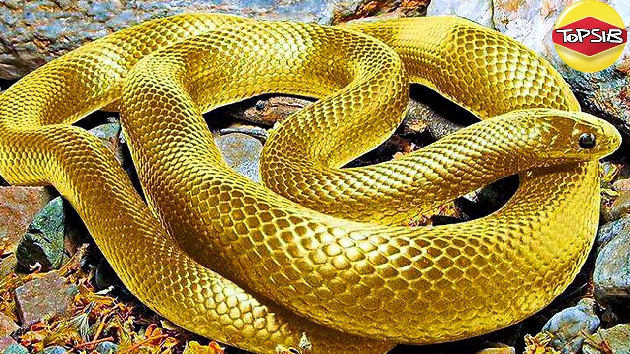 Ular Paling Berbahaya dan Jarang Ditemui Di Dunia!