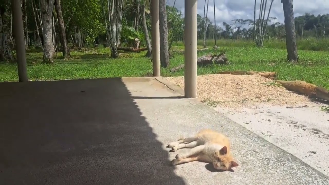 Sítio após roçagem. Colheita de cupu.  Ursa chega do mato. Casinha das lenhas com lampião.