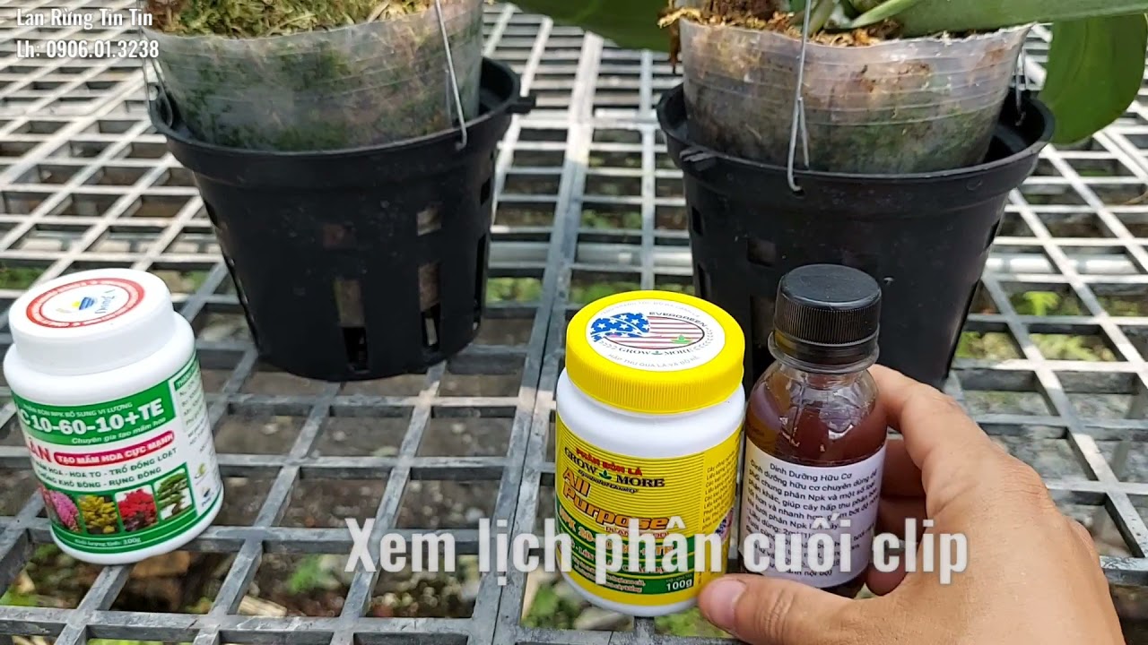 Kích hoa lan hồ điệp thành công 80% , 8/7/2021 (0906.01.3238)