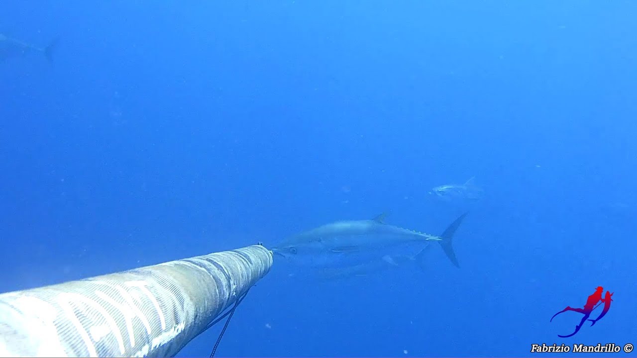 Spearfishing - Sea water through the veins