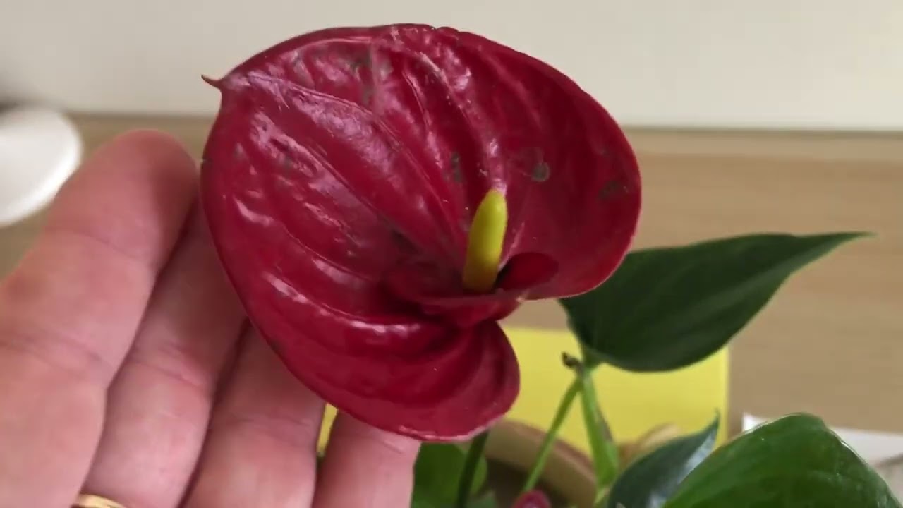 Az agrármérnök tippje: Csak ezt tette a cserepével és újra virágba borul a flamingóvirág