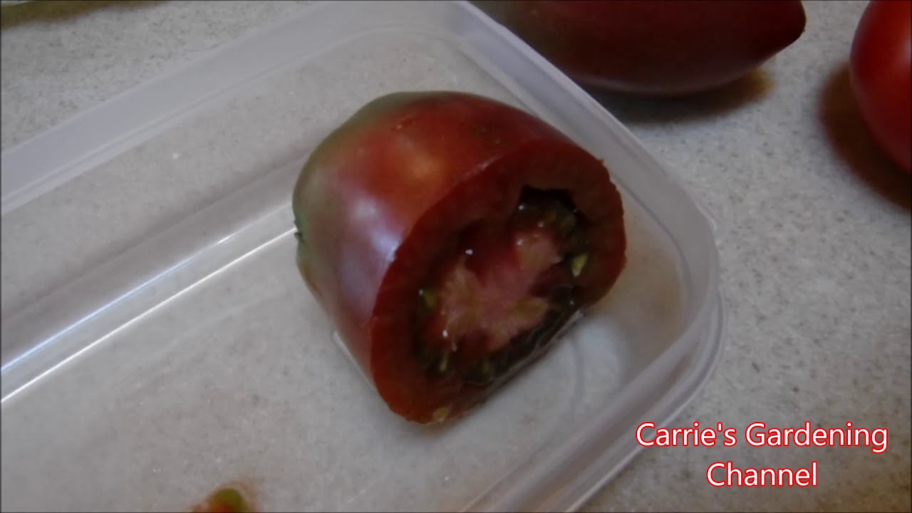 Rare Heirloom Russian Purple Tomato Review 2019, Russian Pruple Tomato Taste Test