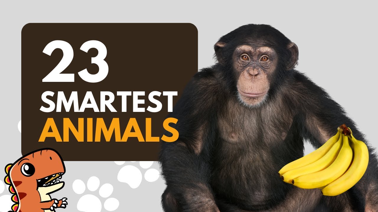 23 Smartest Animal Names for Kids to Learn - Educational Video