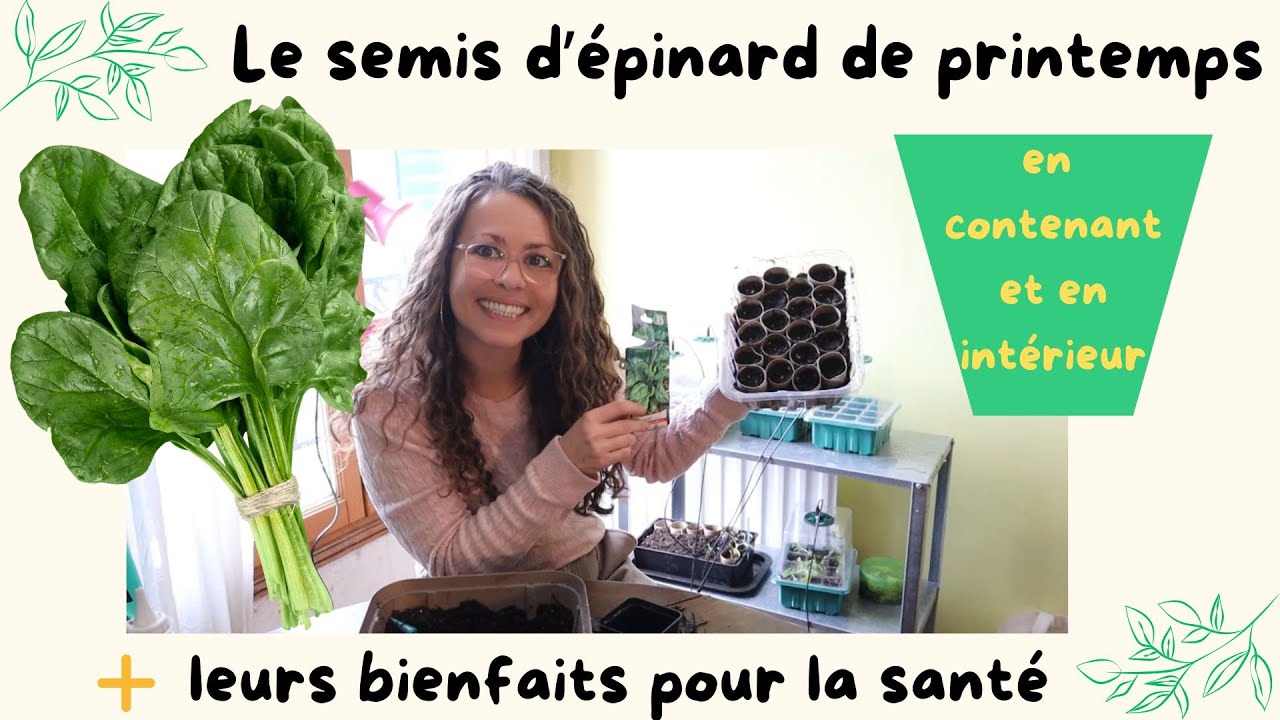 Le semis d'épinard de printemps en contenant et en intérieur #semis #épinard #printemps #potager