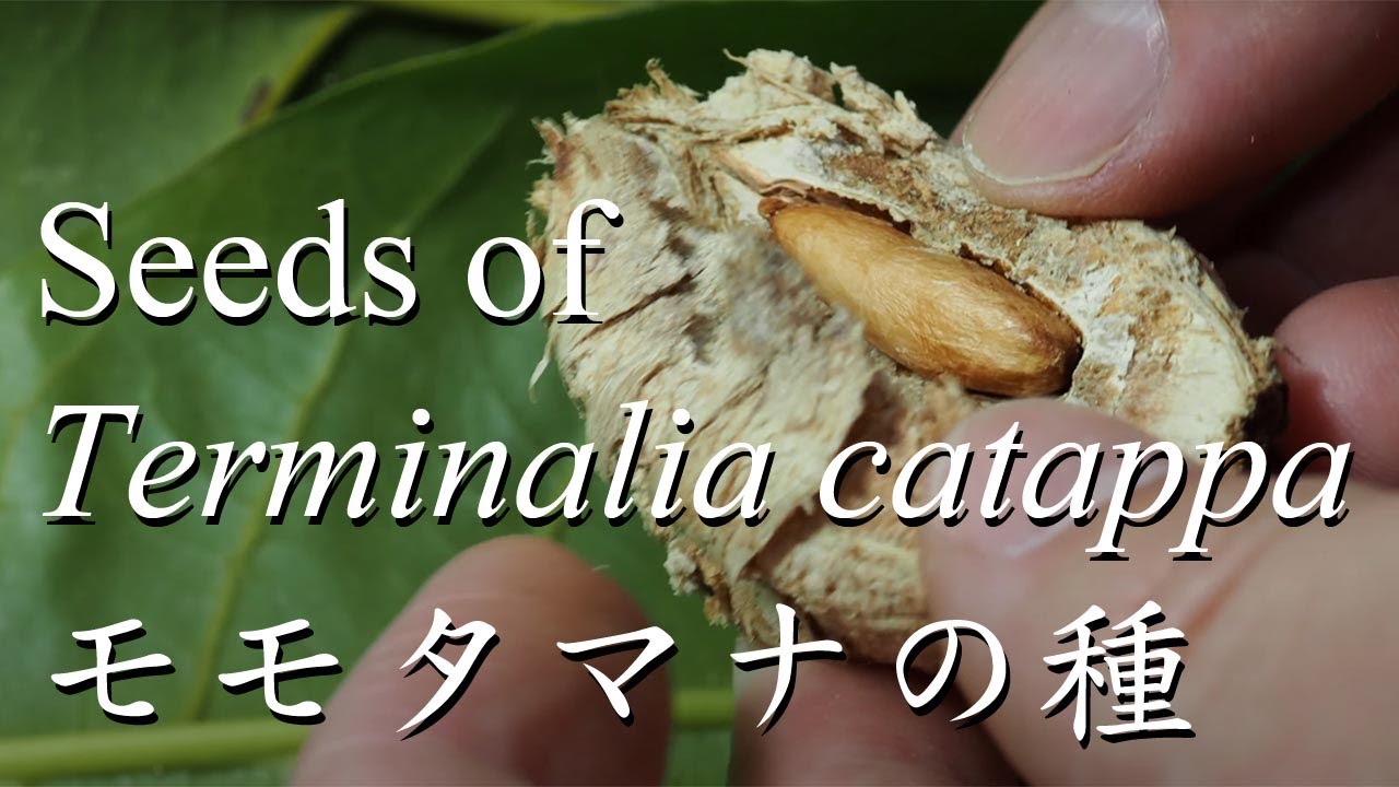 Seeds of Terminalia catappa, モモタマナの種, 欖仁樹的種子: 5 min 40 sec ver.: 2020 early October