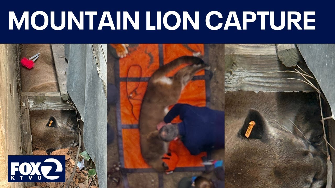 Mountain lion tranquilized in San Francisco's Pacific Heights neighborhood