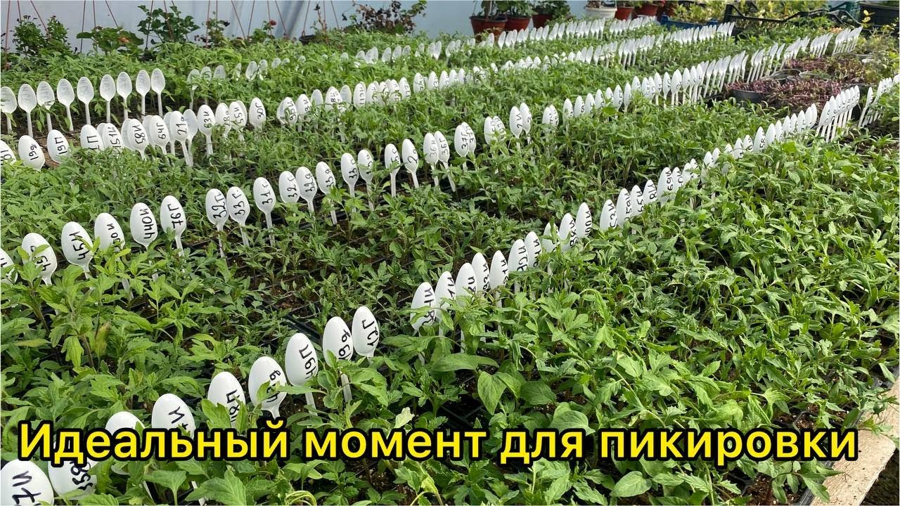 Пикировка / пересадка рассады томатов. Когда и как пикировать рассаду.