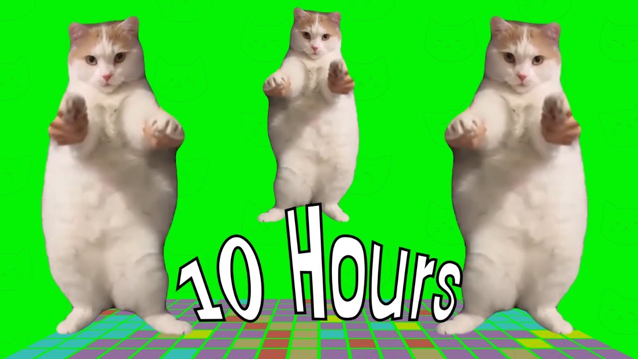 Cat Dancing to EDM 10 Hours
