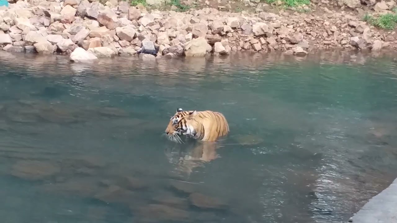 Tiger cooling in pool
