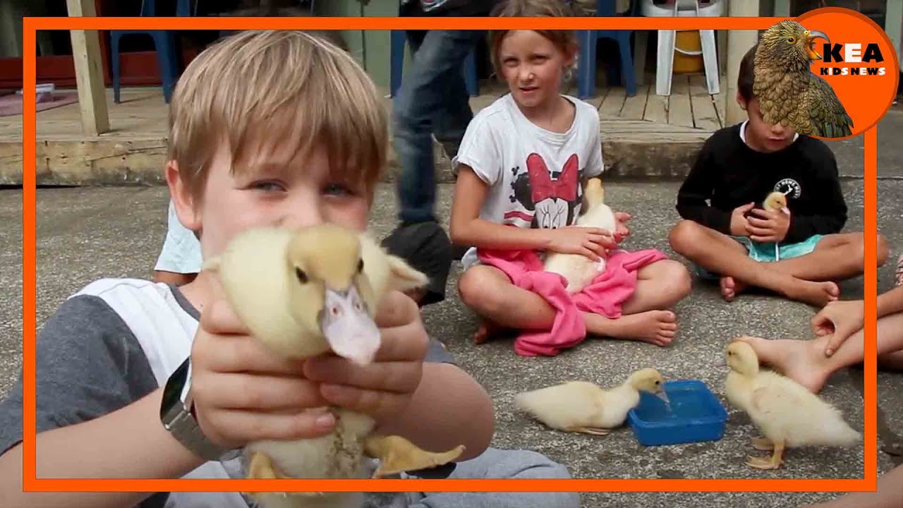 Kea Kids News: Lone Kauri kids know the power of sticking together | nzherald.co.nz