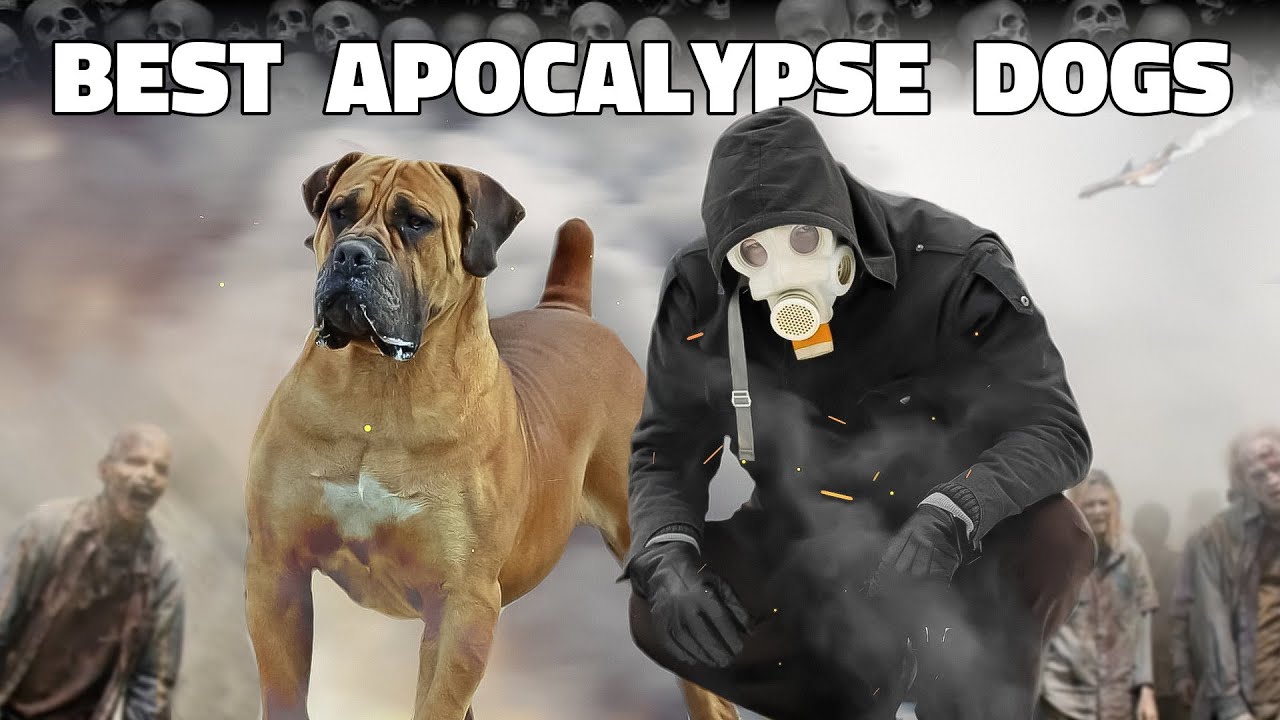 10 Invaluable Apocalypse Dog Breeds