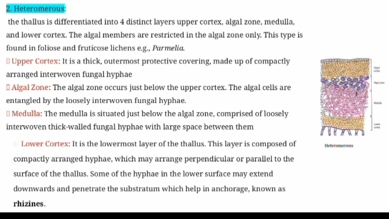 Lichens -Structure, Reproduction, Uses