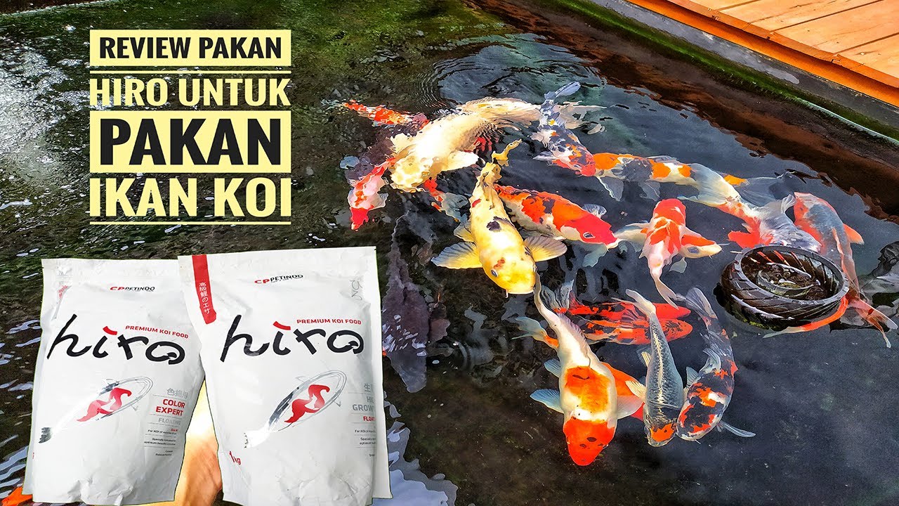 SEPUTAR KOLAM IKAN KOI Review Pakan Hiro High Growth & Colour Expert