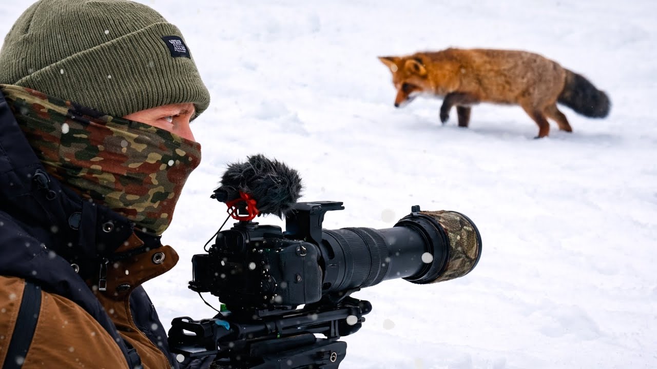 Ich fotografiere einen Fuchs in der Ranz im Schnee