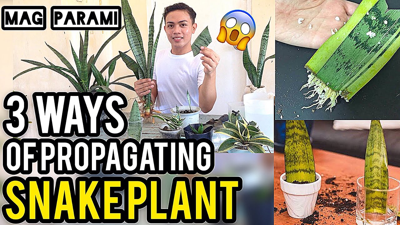 HOW TO PROPAGATE SNAKE PLANT | PAANO MAG PARAMI NG SNAKE PLANT PAANO MAG TANIM ( SANSEVIERIA ) 2021