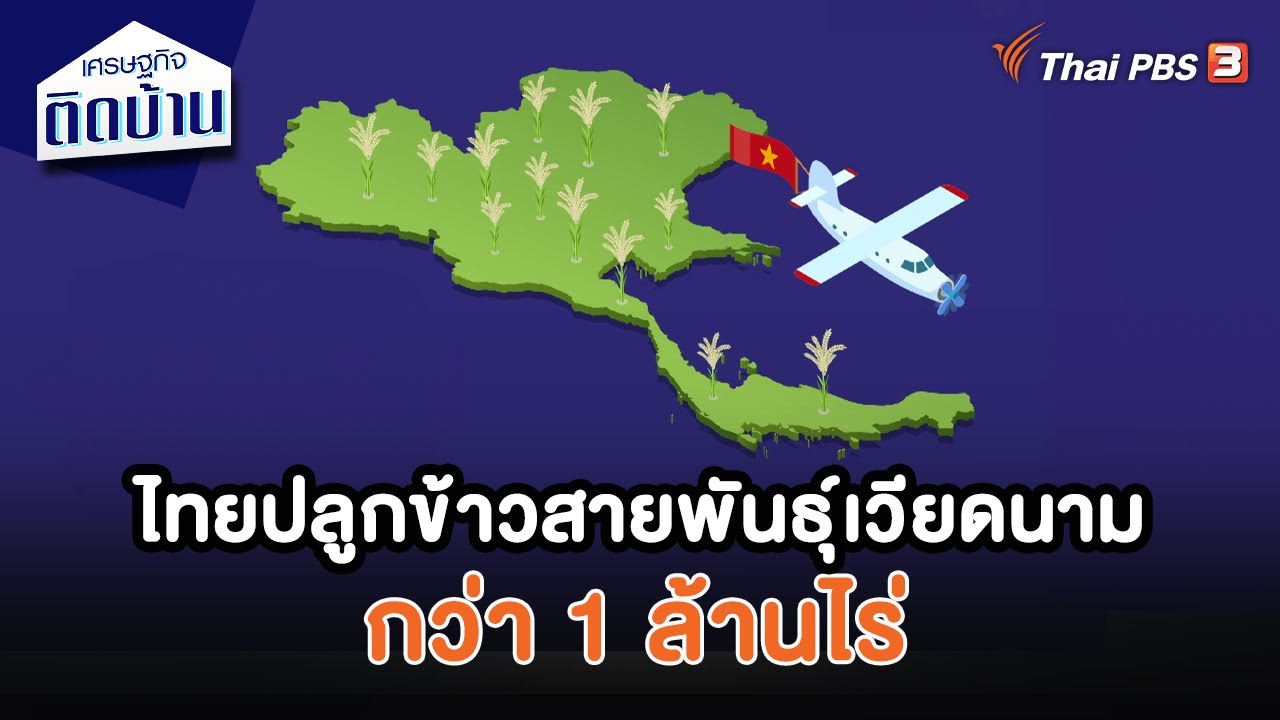 ไทยปลูกข้าวสายพันธุ์เวียดนามกว่า 1 ล้านไร่ | เศรษฐกิจน่ารู้