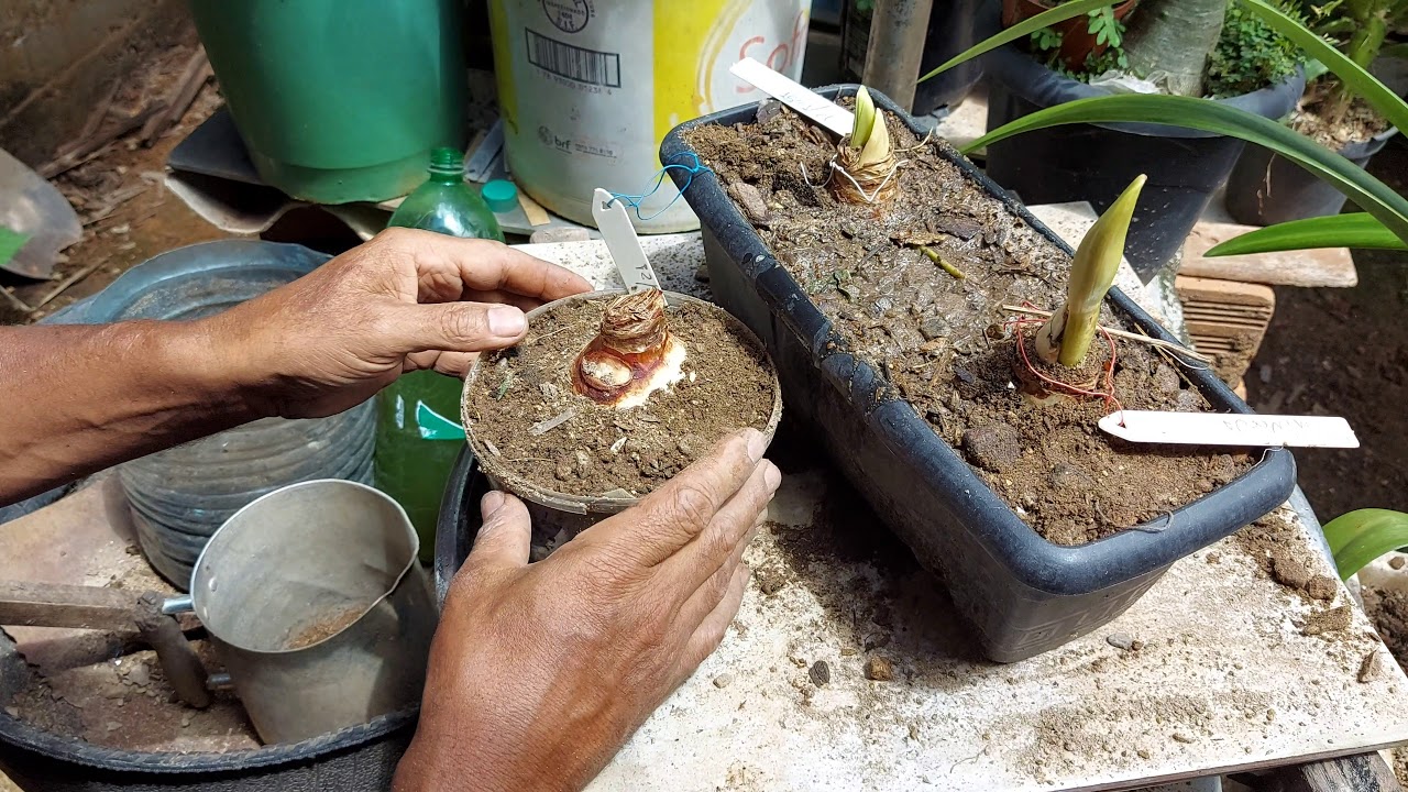#2 Salvando os Bulbos de Amarílis
