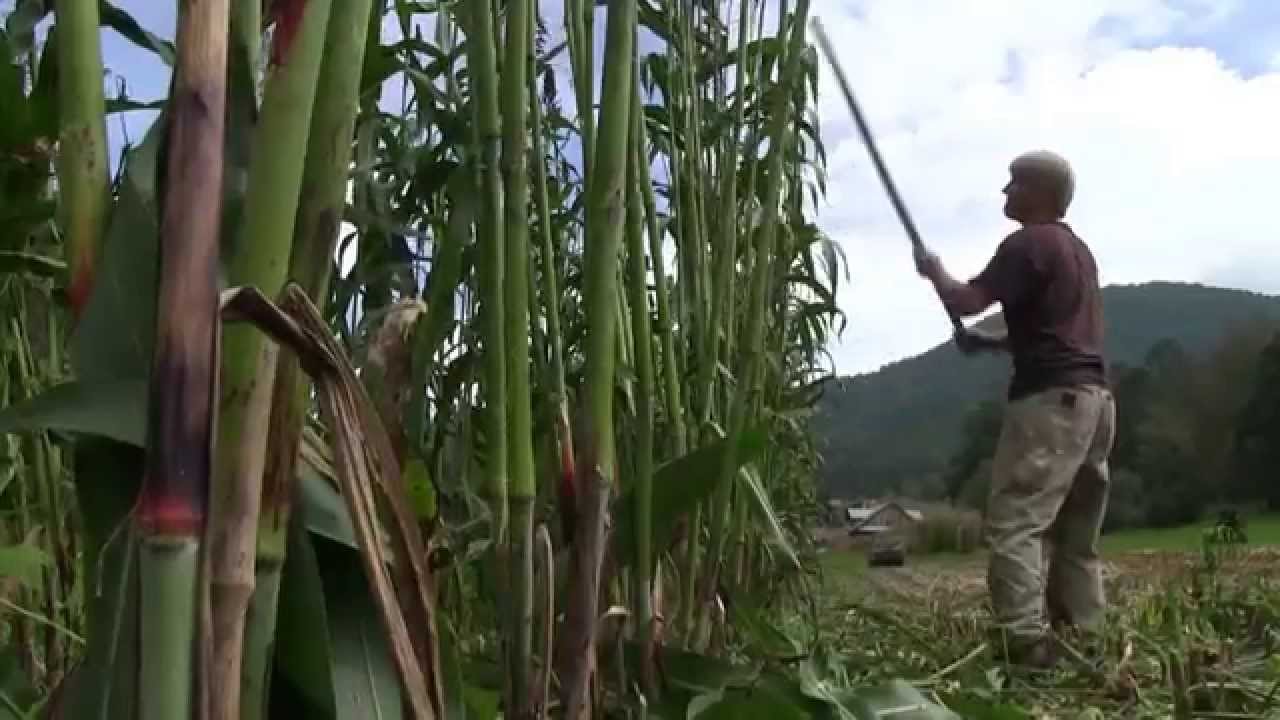Sorghum
