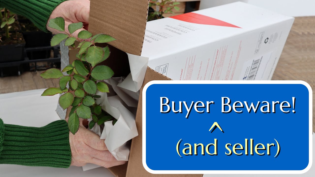 Mail Order Plants: Buyer Beware