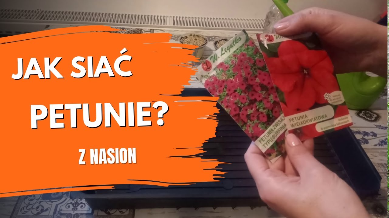 Jak siać petunie z nasion? Jak siać surfinie? Siew petunii surfinii. Porady ogrodnicze